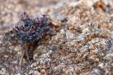Wildflower on the rock - Macro photography - On the Olympus mount feet - Wildlife of Greece