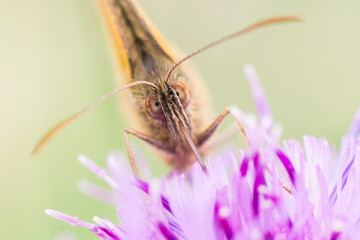 Meadow brown butterfly close up