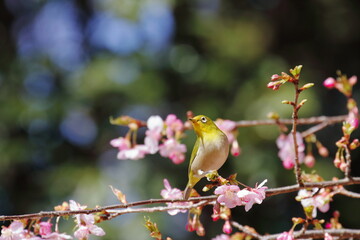 河津桜とメジロ