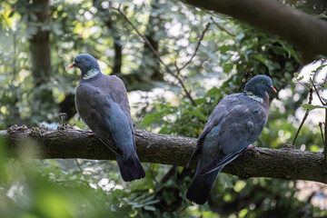 A pair of pigeons sits on a tree branch in the woods and looks in different directions. Scotland