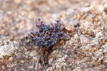 Wildflower on the rock - Macro photography - On the Olympus mount feet - Wildlife of Greece