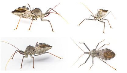 American wheel bug - Arilus cristatus - isolated on white background.  4 views or angles