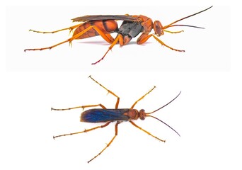 rusty spider wasp, Tachypompilus ferrugineus a large, reddish orange wasp with conspicuous...