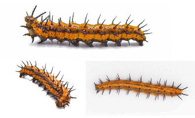 Gulf fritillary or passion butterfly - Agraulis vanillae - Isolated on white background. Three angles