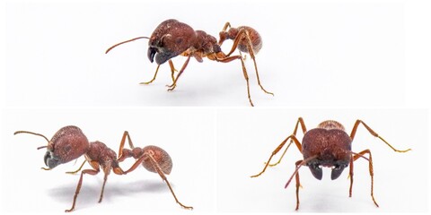 Pogonomyrmex badius, the Florida harvester ant Isolated on white background