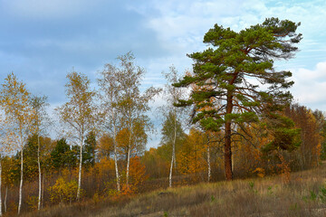 Obraz premium Large pine tree in a birch grove. Autumn landscape in the forest.