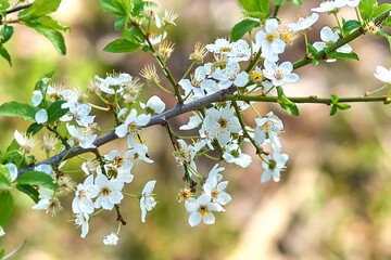 Cherry flowers in spring on a tree branch close-up.