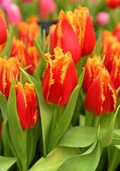 Fabio Tulips, red with yellowy fringes and each petal is edged with crystalline fringe