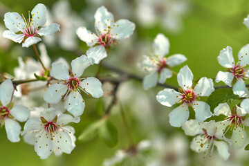 Cherry flowers in spring close up.
