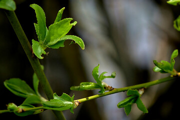 Fototapeta premium Blossoming young leaves on a branch in spring.