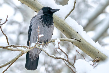Crow in the winter forest on a tree branch.
