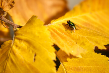 Small insect on a yellow leaf close-up.