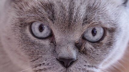 Cat with blue eyes looks into the camera