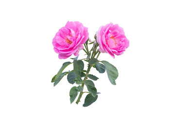 Beautiful pink rose flower bloom in the garden isolated on white background included clipping path.