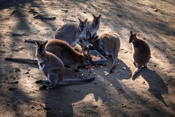 A group of a red-necked wallaby (Bennett's wallaby, Macropus rufogriseus) australian kangaroos.  © Kati Lenart
