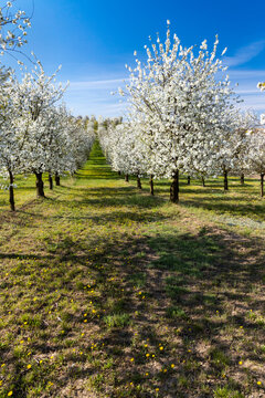flowering cherry orchard near Cejkovice, Southern Moravia, Czech Republic