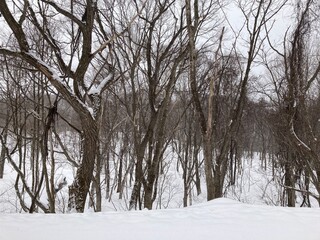 雪降るスキー場