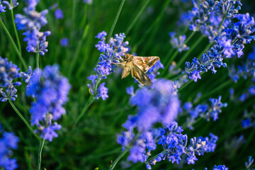 Moth on lavender in the field