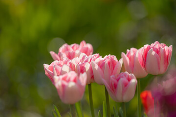 Close-up of pink and white tulips in full bloom