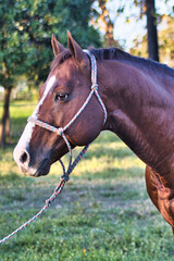 Obraz premium portrait of a horse