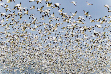 Flying snow geese in the sky. Skagit, Washington State, USA.