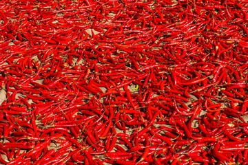 Fototapeta premium Spicy and hot Red Pepper 
