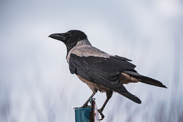 close up crow on a branch