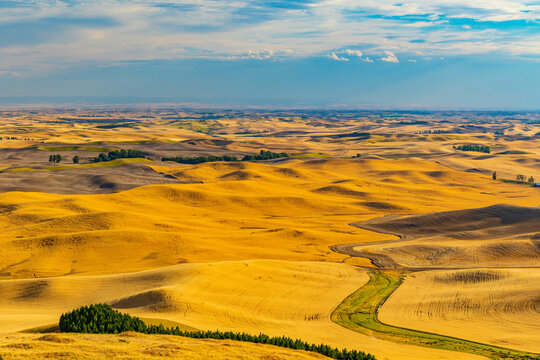 Amazing yellow hills. Plowed fields, an incredible drawing of the earth. Palouse wheat fields, Steptoe Butte State Park, Eastern Washington, in the northwest United States.