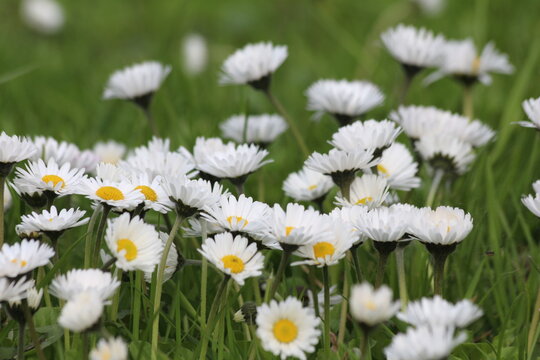 White daisies in the grass