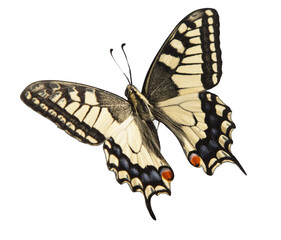 machaon butterfly with open wings in, top view, isolated on transperent background - 572973910
