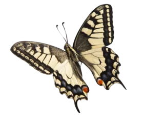 machaon butterfly with open wings in, top view, isolated on transperent background © Chepko Danil