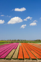 Fototapeta na wymiar Field of tulips near Alkmaar, The Netherlands