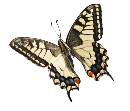 machaon butterfly with open wings in, top view, isolated on transperent background © Chepko Danil