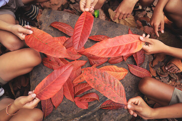 Kid showing red leaves color from learning activity of season change to summer in science subject