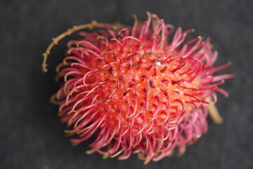 The rambutan taxonomic name: Nephelium lappaceum) is a medium-sized tropical tree in the family Sapindaceae. Amazonas - Brazil.