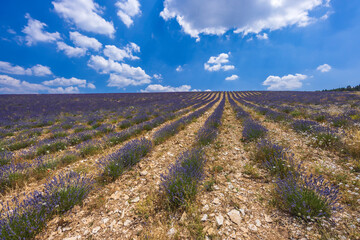 Fototapeta na wymiar Lavender field near Montbrun les Bains and Sault, Provence, France