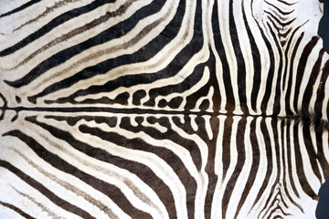 Fototapeta na wymiar Close up of zebras fur