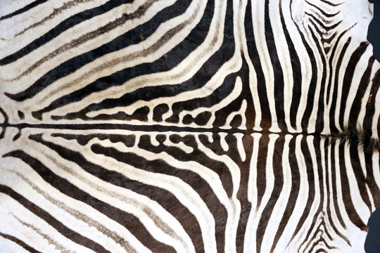  Close up of zebras fur