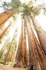 Bright Sun Fills The Sky Over Parker Group Sequoia Grove