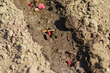 Planted small red onions in the soil for later germination. Planting onions in spring. Onion watered after planting