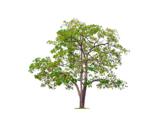 Large and tall White cheesewood Tree isolated on transparent background, png file (Alstonia scholaris, Devil tree)
