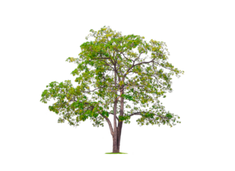 Large and tall White cheesewood Tree isolated on transparent background, png file (Alstonia scholaris, Devil tree)