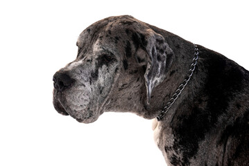 Great Dane harlequin portrait on white background closeup. Dog