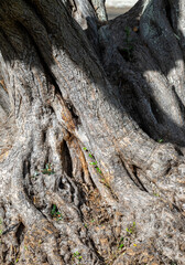 Gnarled Gray and Tan Banyan Tree Trunk Closeup.