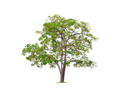 Large and tall White cheesewood Tree isolated on transparent background, png file (Alstonia scholaris, Devil tree)