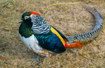Diamond pheasant (lat. Chrysolophus amherstiae) - a bird of the genus collared pheasants