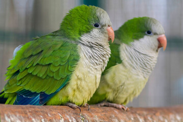 Kalita, thick-billed parrot, monk parrot or Quaker (lat. Myiopsitta monachus) is a bird of the parrot family