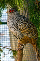 Common pheasant, or Caucasian pheasant (lat. Phasianus colchicus), is a bird species from the subfamily Phasianinae of the family Phasianidae