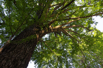 A gingko tree at Japanese Shrine wide shot