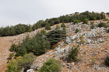 Zedernbäume im Libanon